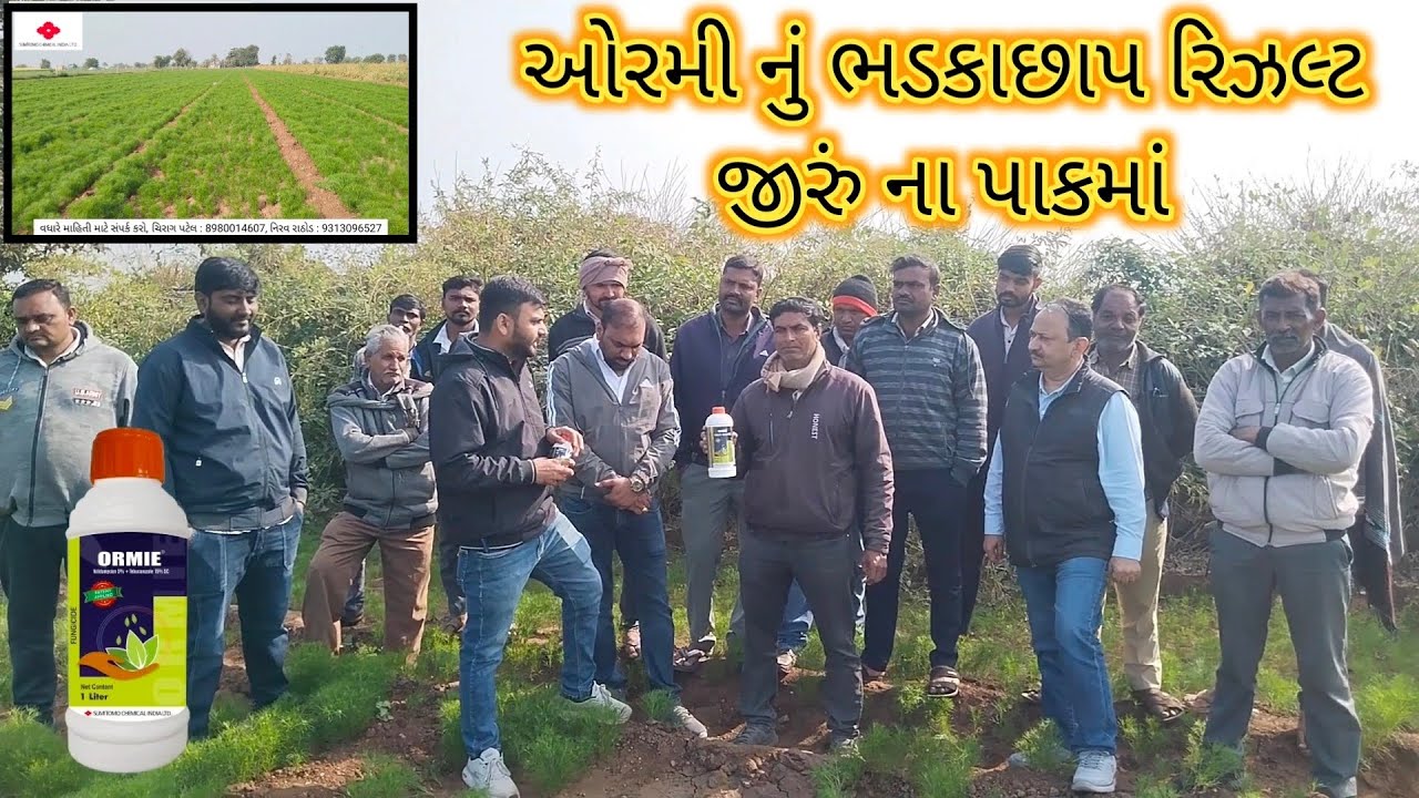 જીરું ના પાક માં ઓરમી અને કેવિએટ નો ઉપયોગ | ભડકાછાપ પરિણામ | Sumitomo Chemical Nirav Rathod #farming