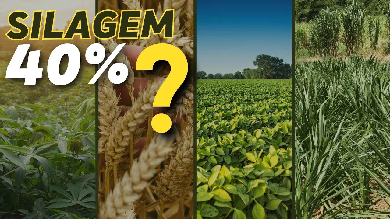 40% de PROTEÍNA: qual silagem atinge isso?