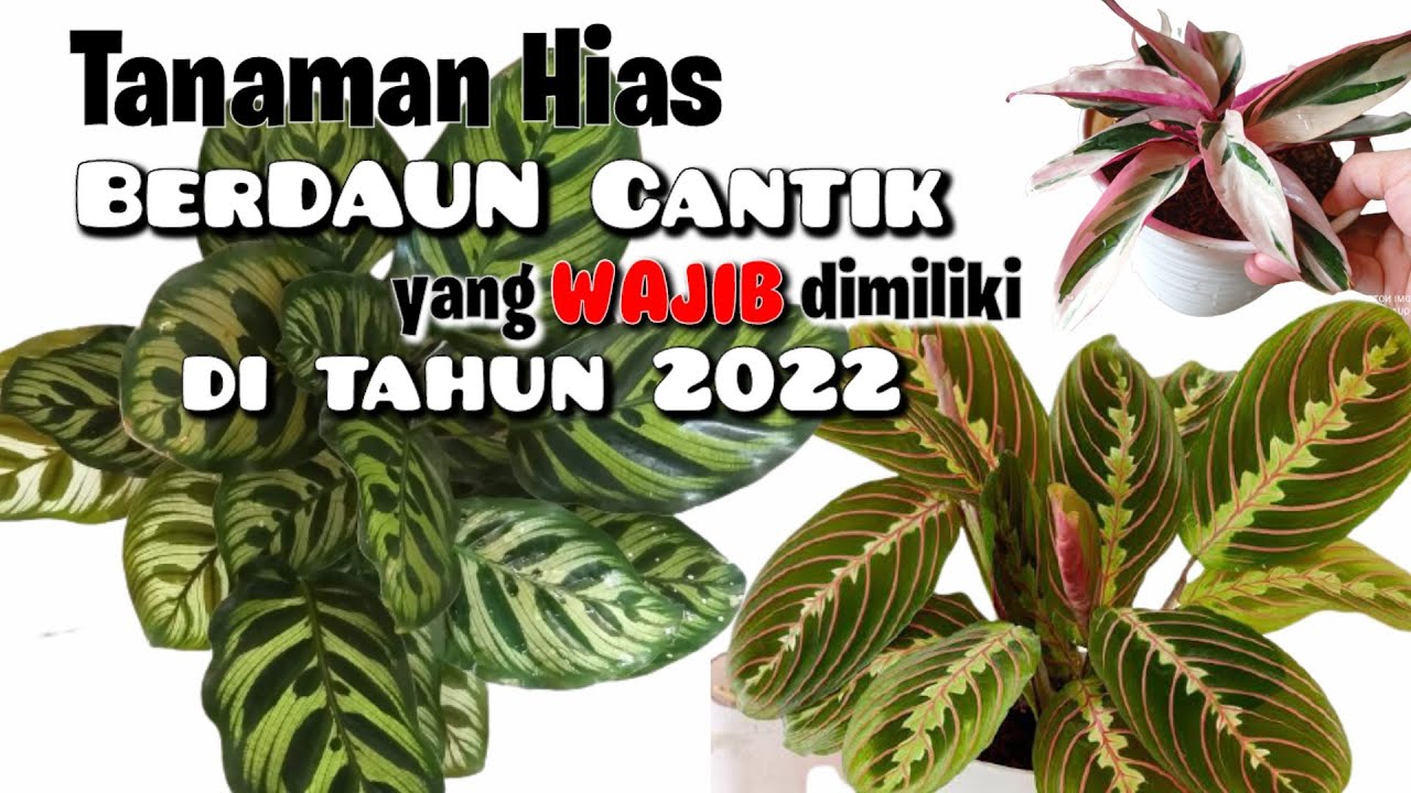 5 Jenis Tanaman Hias berdaun Cantik || Murah yang wajib dimiliki tahun 2022