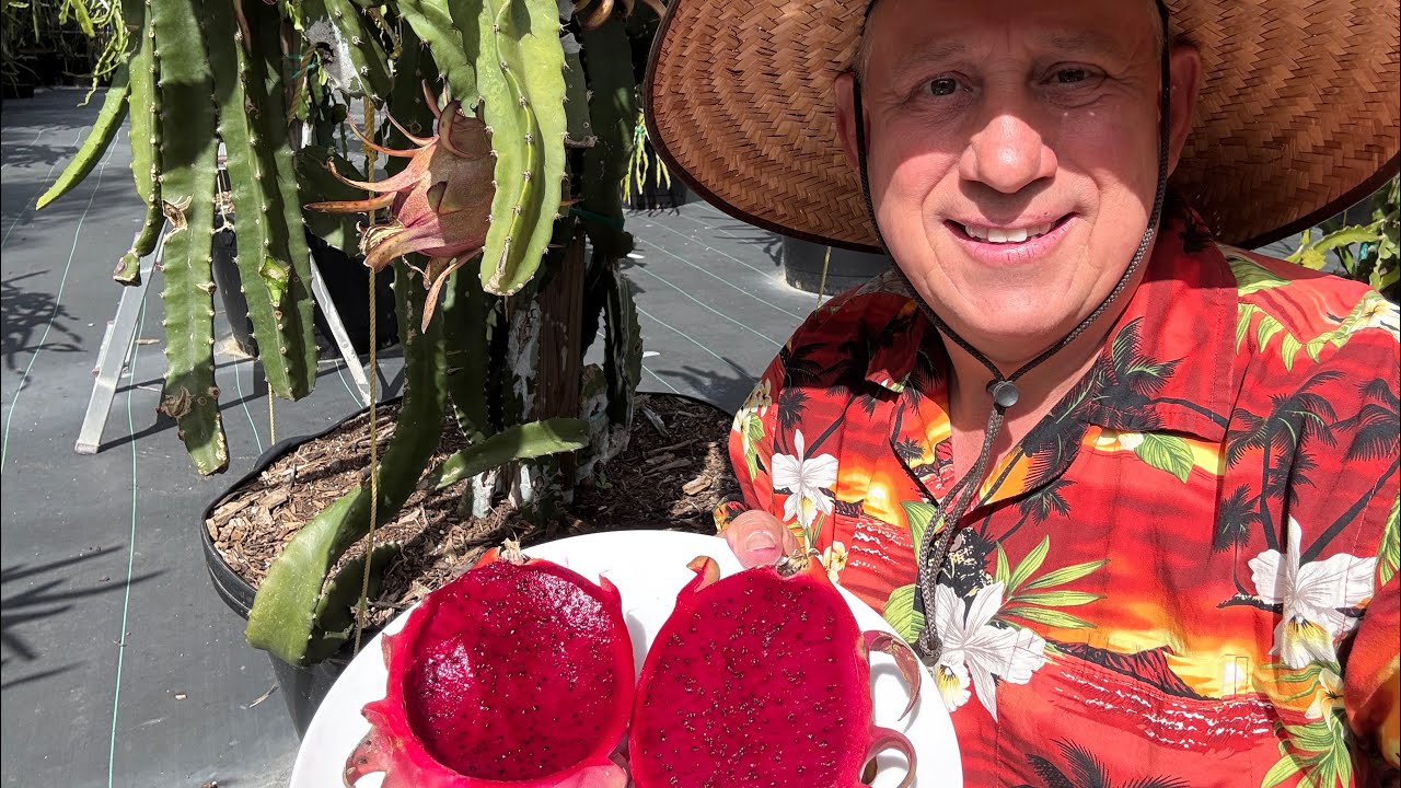 Enigma Dragon Fruit - Feb 2025