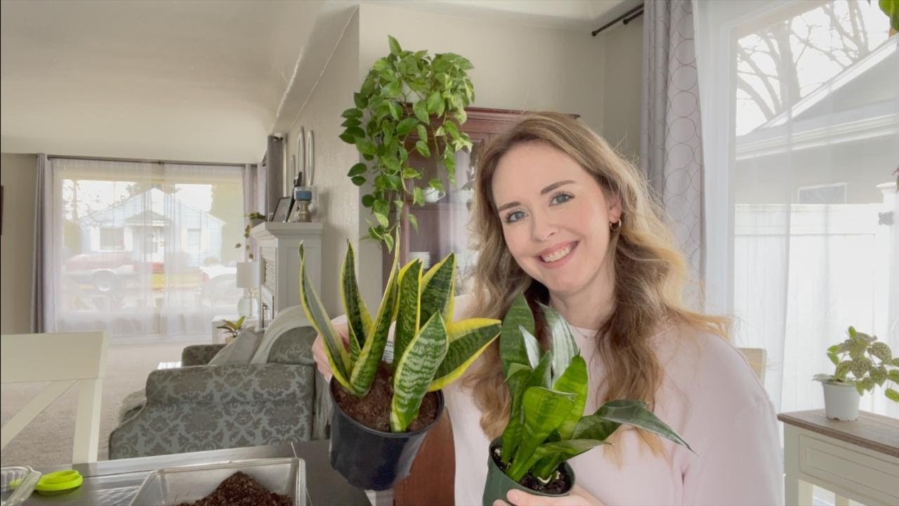 Propagating Snake Plants 4 Different Methods