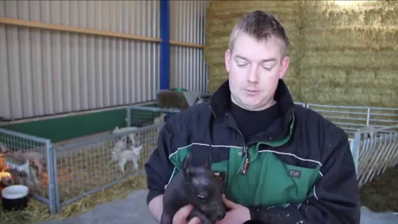 GPTV: Bijzonder zwart kaal lammetje geboren.