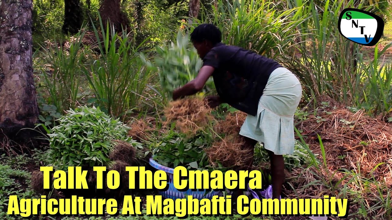 Talk To The Camera - Agriculture At Magbafti Community - Sierra Leone