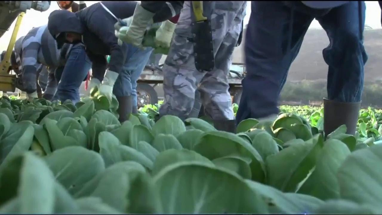 California’s Farms Face Serious Labor Shortage