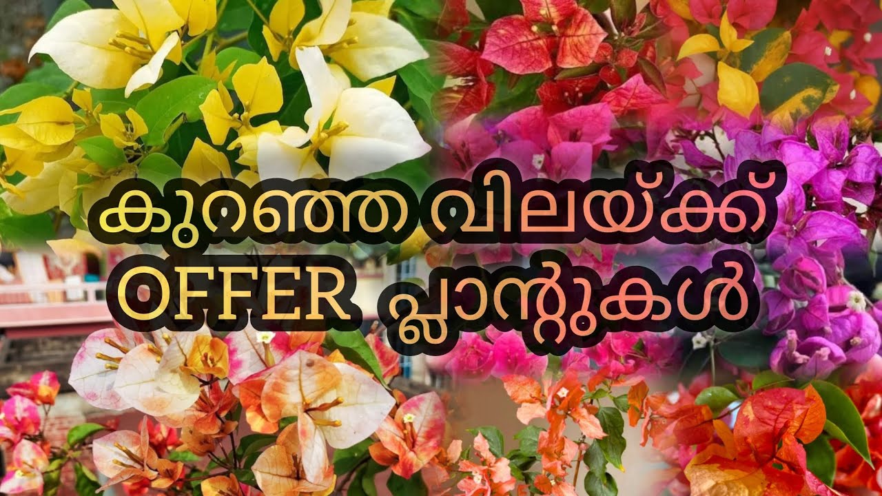 കുറഞ്ഞ വിലയ്ക്ക് Bougainvillea plants/HOME GARDEN/BUTTERFLY GARDEN 