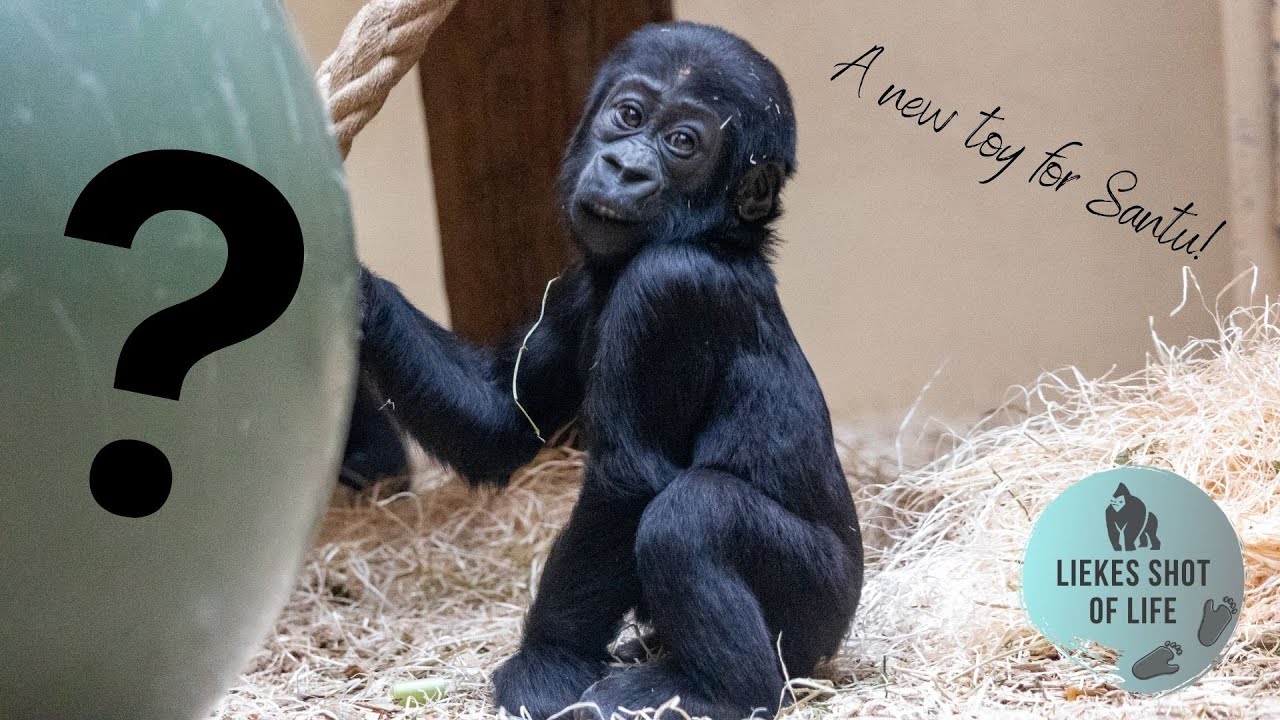 GORILLA BABY SANTU FOUND A NEW TOY TO PLAY WITH