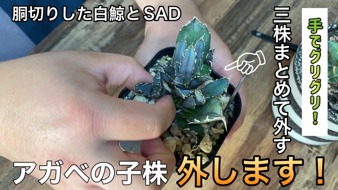 アガベの仔株をまとめて外して3頭チックなアガベ作れるんじゃね？|白鯨|SAD|仔株外し|アガベ|