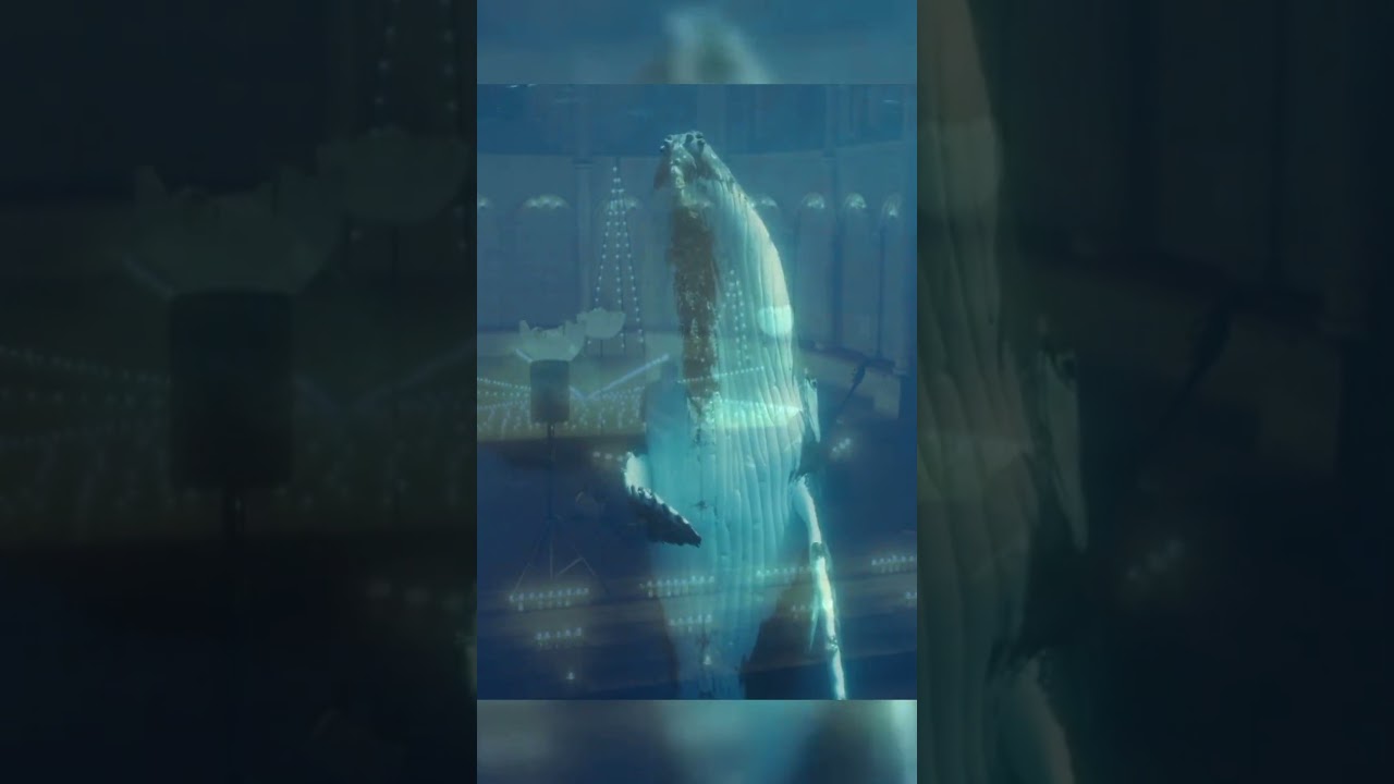 le chant des baleines stellaires (4/6 extrait live) 🐋🐋🐋✨ diving I @IngridObled Cath&eacute;drale de Gen&egrave;ve