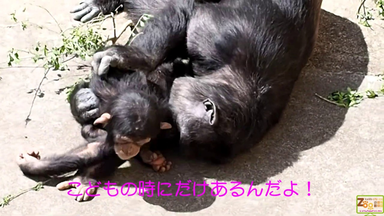 愛されロジャー