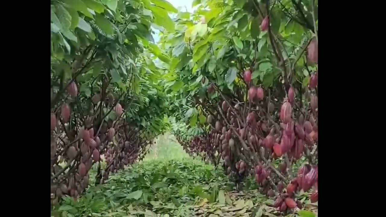 PERKEBUNAN KAKAO SAMBUNG PUCUK DILUAR NEGERI