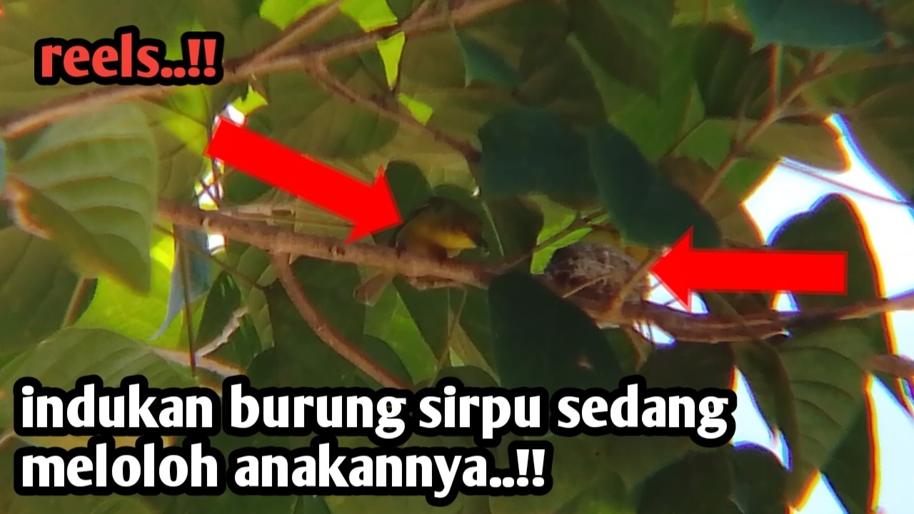 Momen yang tepat || burung sirpu sedang meloloh