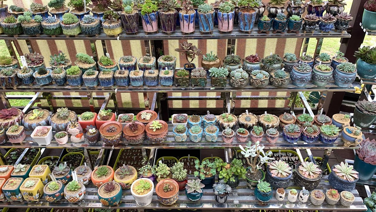 Rare Succulents and Cacti Collections and Nursery Tour