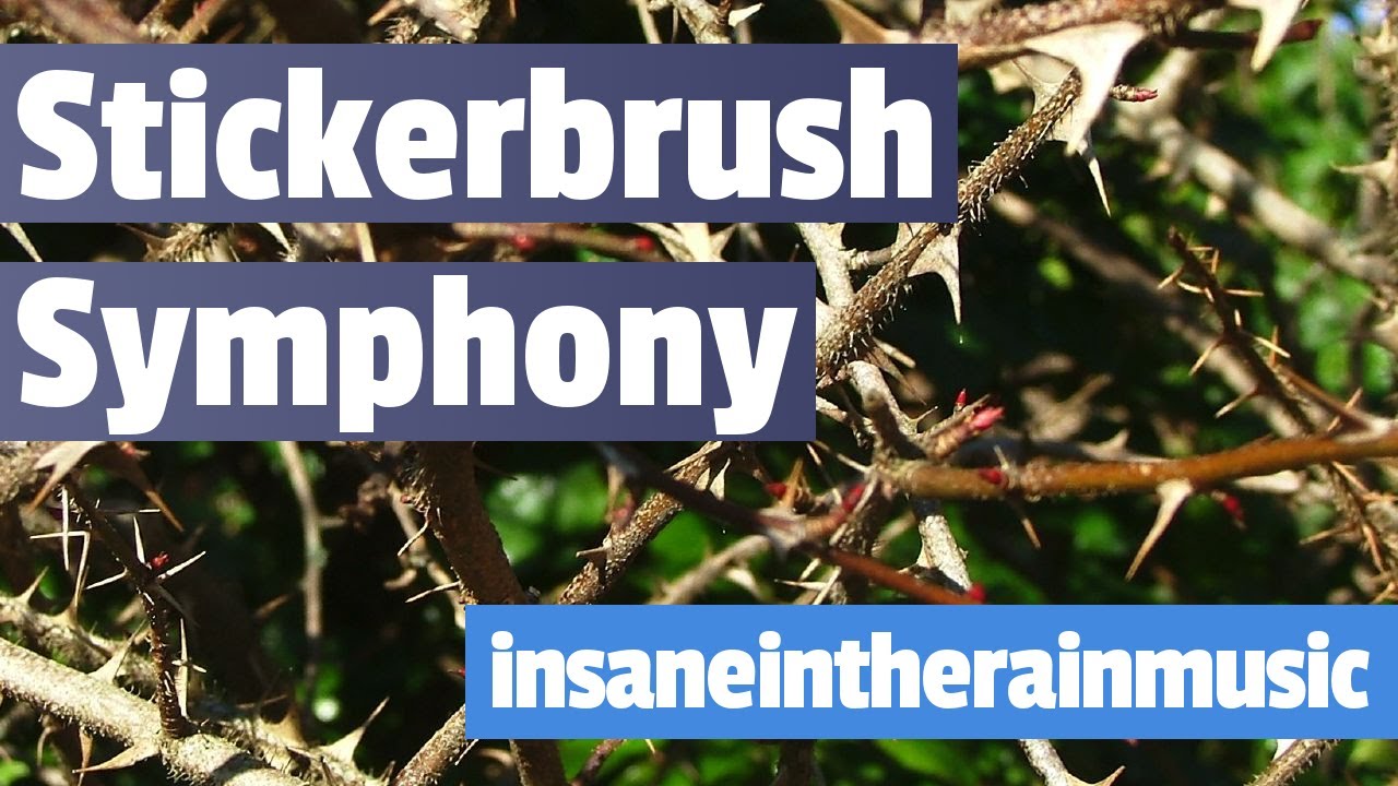 Stickerbrush Symphony - Donkey Kong Country 2 | Jazz Cover
