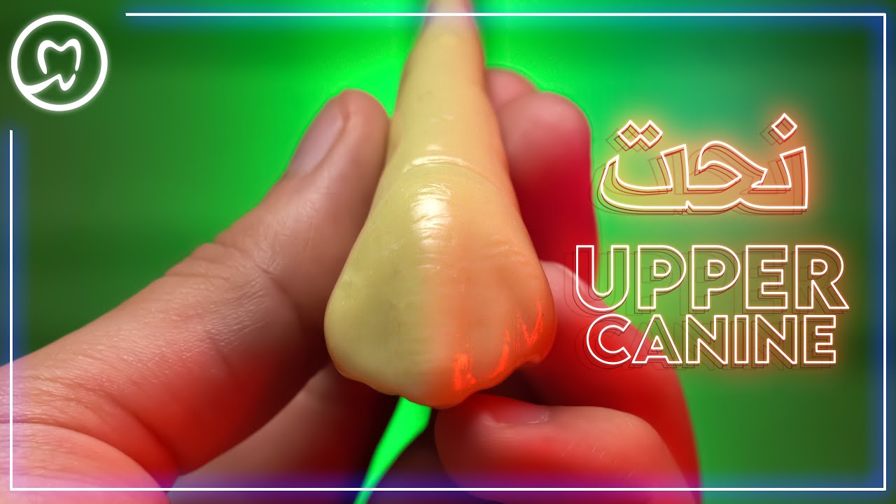 نحت الناب العلوي خطوة بخطوة | Upper Canine Tooth Carving
