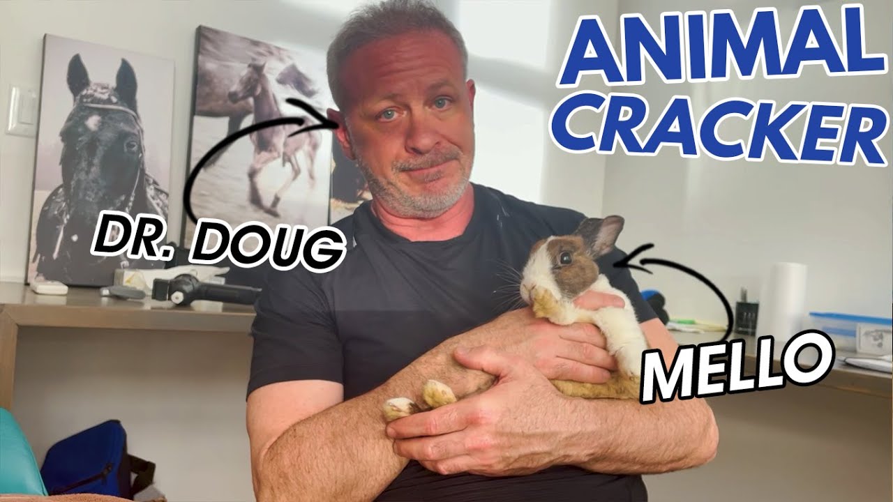 🐰 SENIOR BUNNY WITH LAMENESS MEETS THE ANIMAL CRACKER 🐾