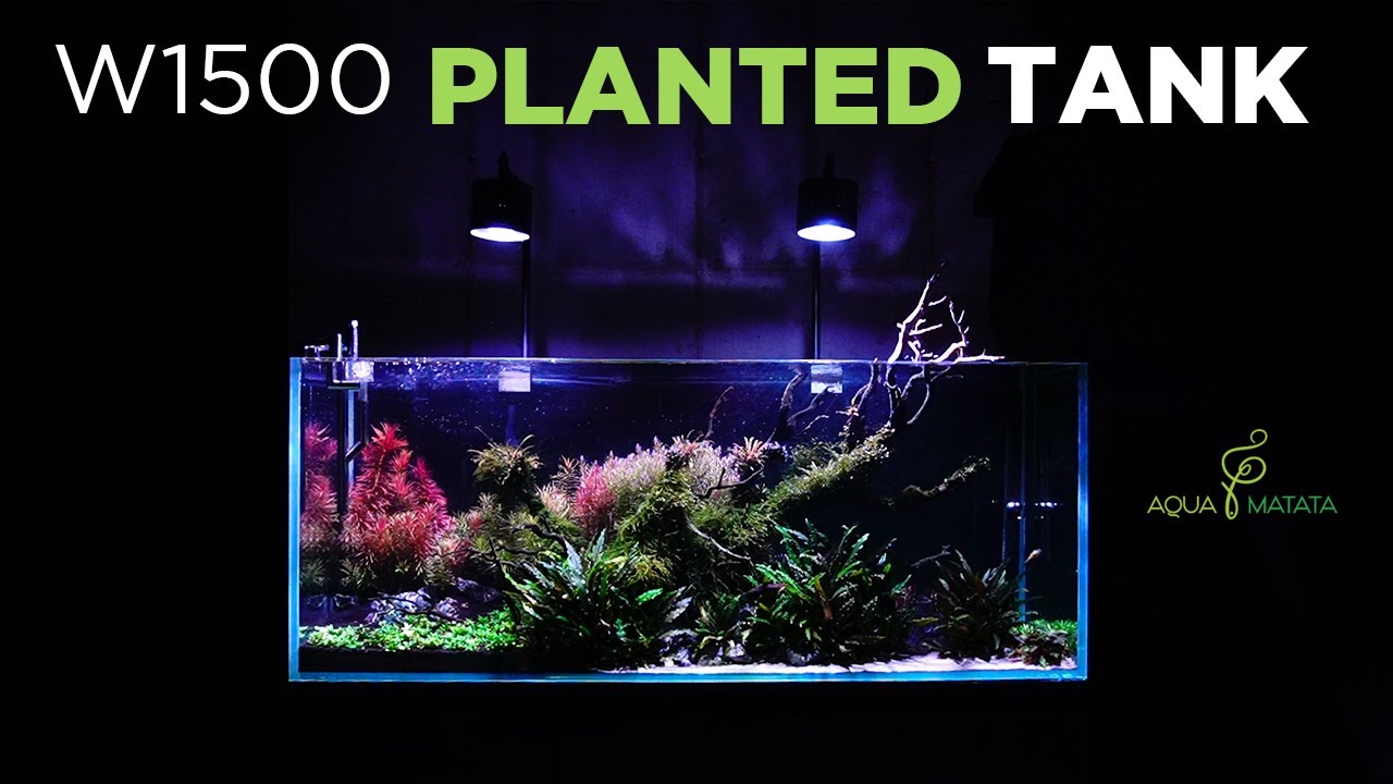 W1500 수초 수조 물멍 이야기 l PLANTED TANK #물멍 #모스 #수초