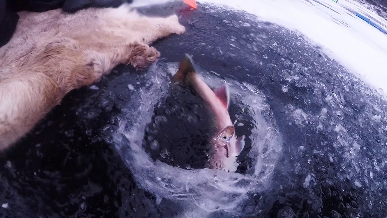 Hemavan 2018 R&ouml;ding, arctic char, icefishing, ismete