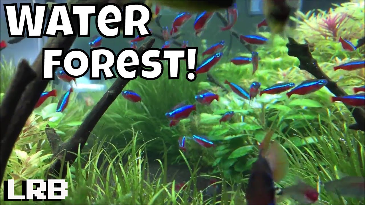 Советы и сюрпризы по экскурсии в Water Forest Aquatics Fish Room!