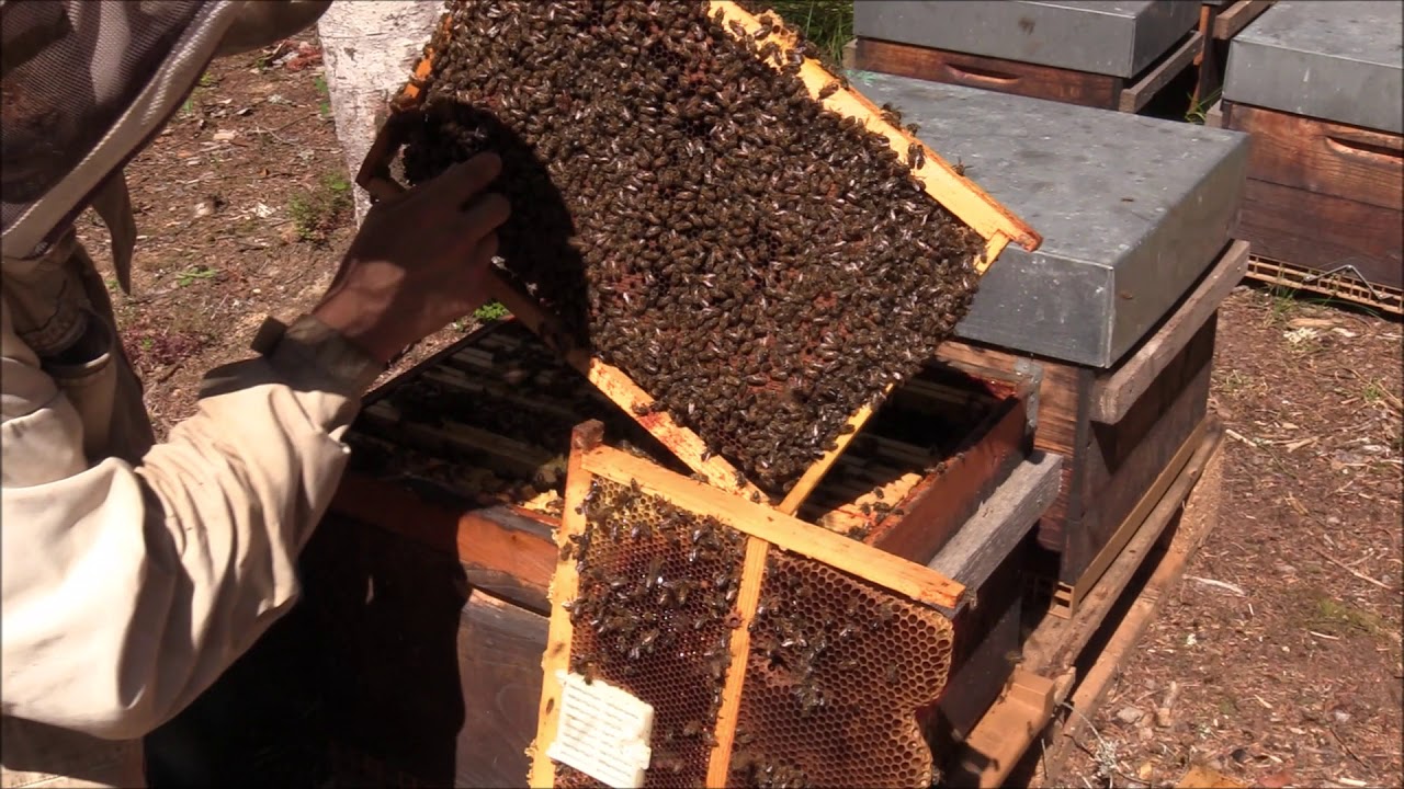 Bienvenue dans ma ruche ! S1 Ep8 Encagement de reine et lutte varroa.