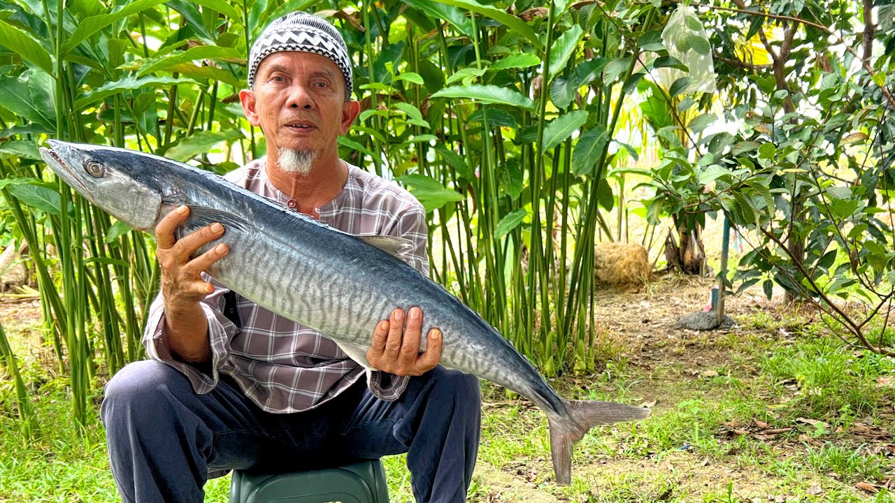 IKAN TENGGIRI MASAK LEMAK PUCUK PAKU ‼️ Menu Viral