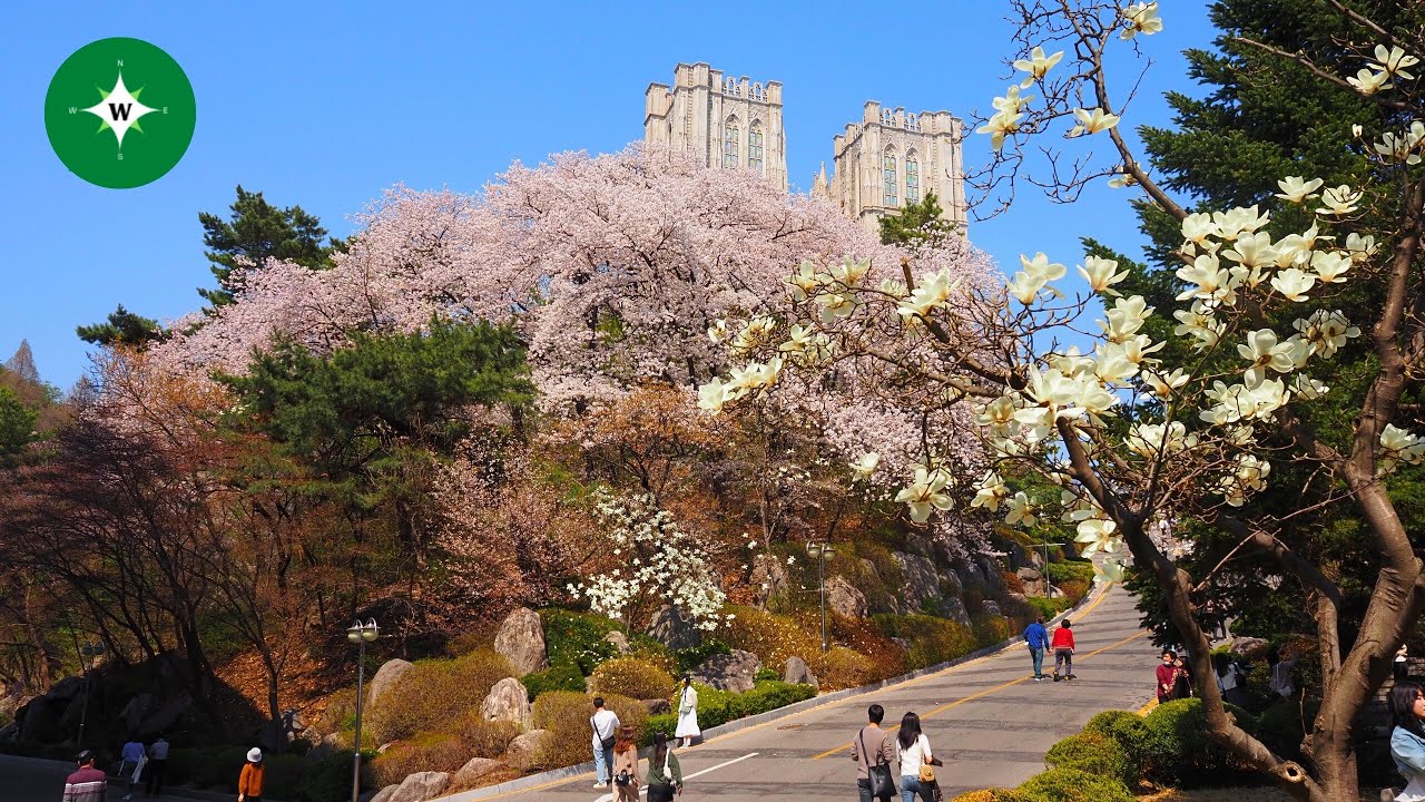 [4K] Walking Among the Beautiful Cherry Blossoms at Kyunghee University