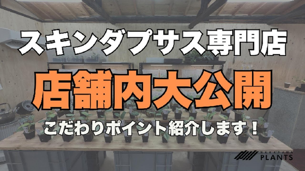 スキンダプサス専門店の中を大公開！