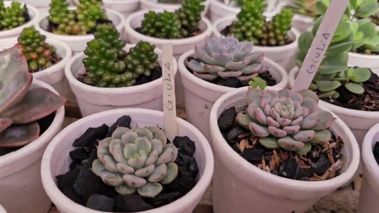 Mudas de vendas, mostrei como estão. 