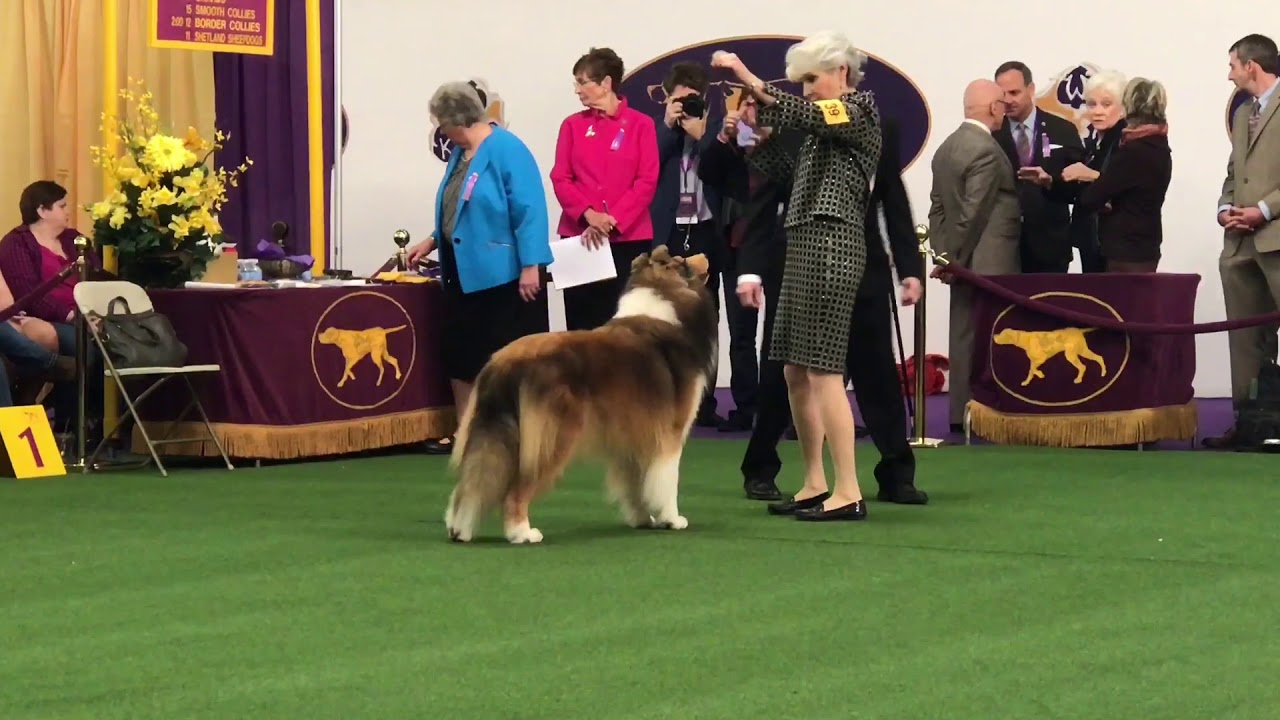Westminster | Rough Collie