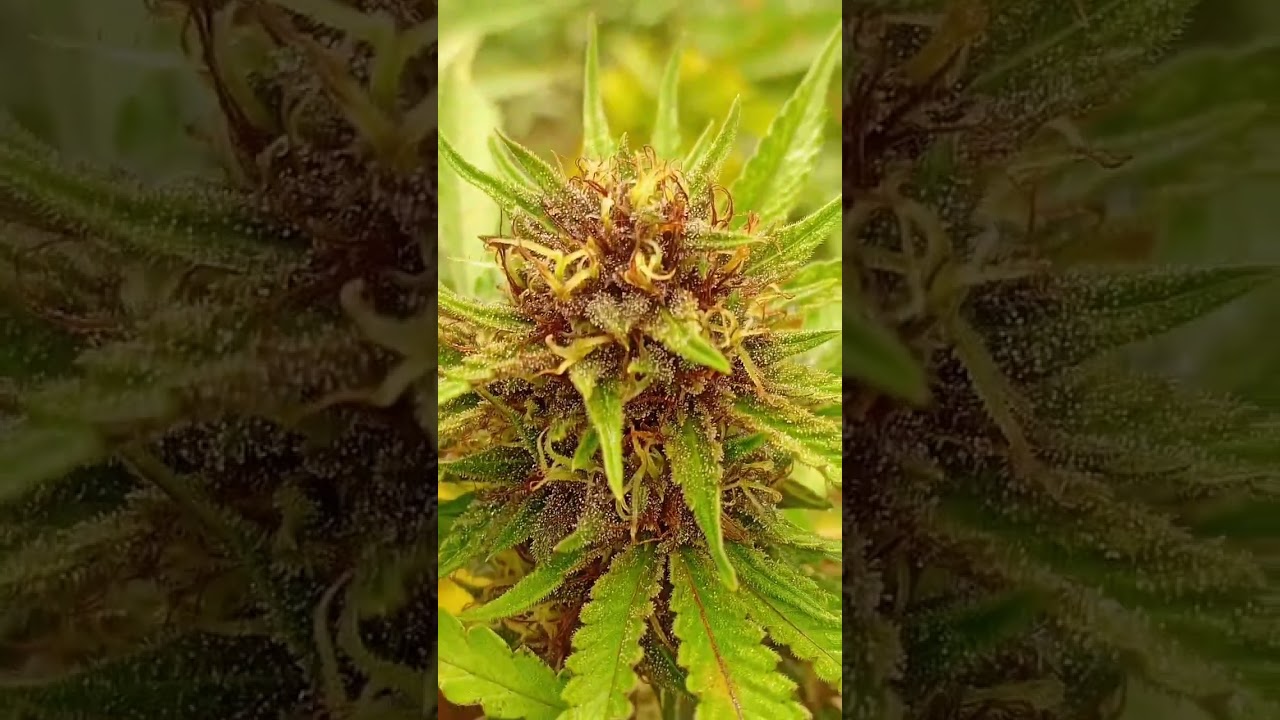 Orange Amethyst week 6 since light switch. #outdoors