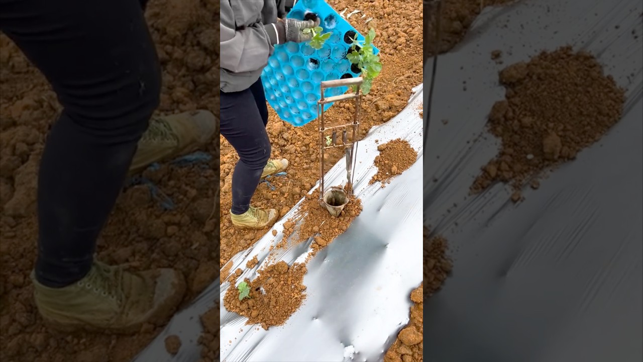 Fastest Way to Plant Seedlings #farmingtools