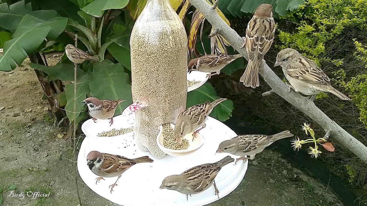 Bird Feeder | Attract Birds With Homemade Bird Feeder