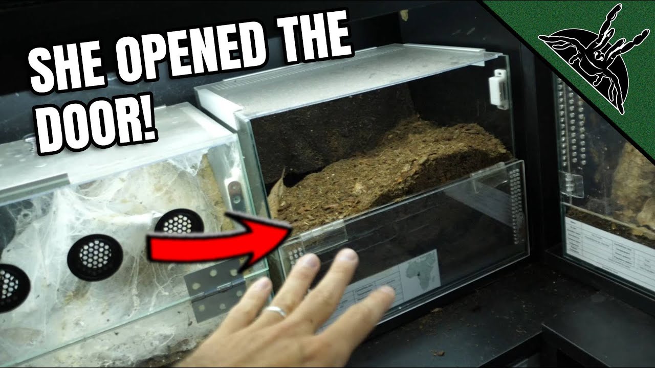 TARANTULA ESCAPE!