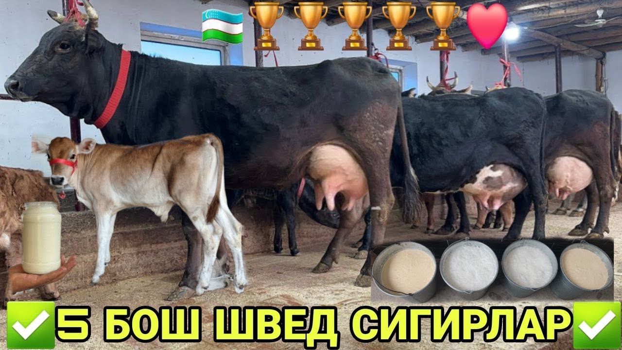 АРЗОНЧИ АКАДАН СУТГА ЧЕМПИОН ШВЕД ОЛА КОРА 5 БОШ СИГИРЛАР СОТИЛАДИ SOTILADIGON SIGIR 22 января 2026