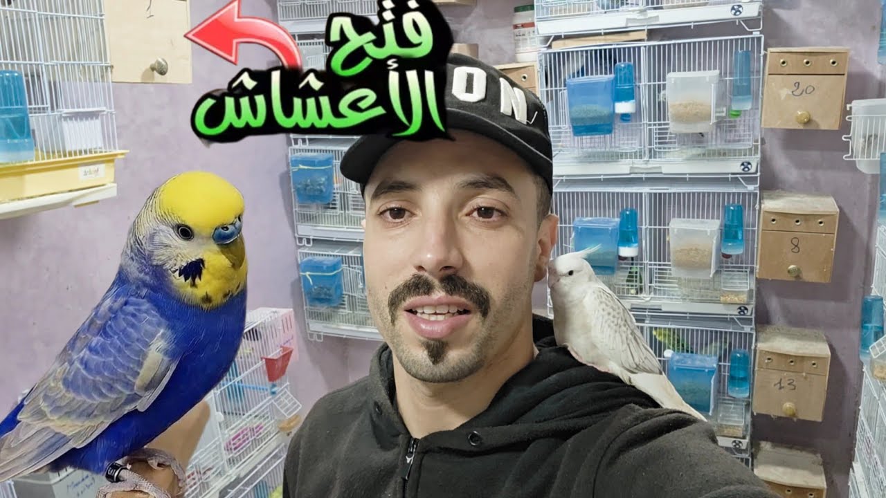 زيارة غرفة إنتاج 📍مولوع بن عبد الله نمو فراخ البادجي و كوبلات للبيع كناري و كالوبسيت #birds 