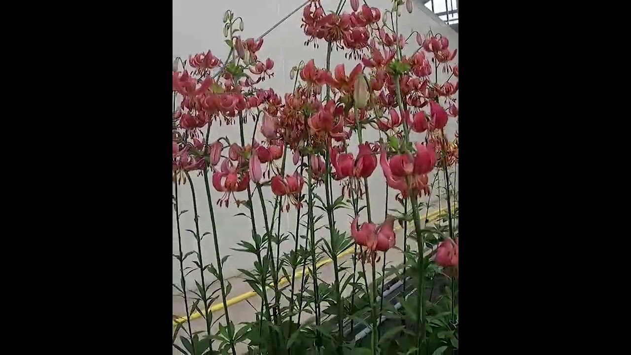 Lilia Martagon złotogłów Lilium 'Manitoba Morning' 🥀 Zobacz jak wygląda🌱 - CEBULE które KWITNĄ -