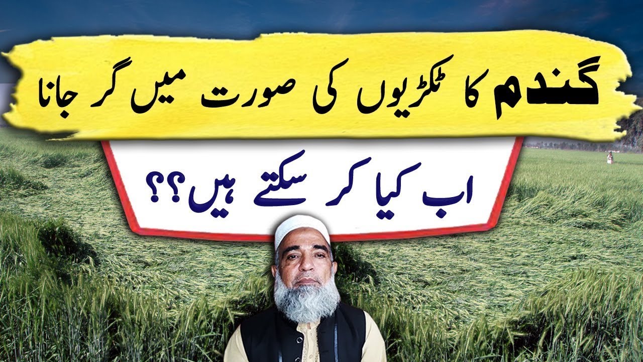 Wheat Lodging and counter measures || Crop Reformer