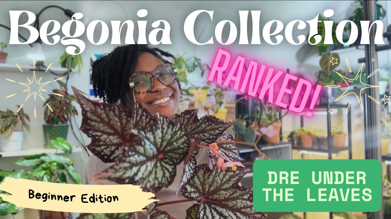 Ranking My Entire Begonia Collection 🌱 | 11 Stunning Varieties!