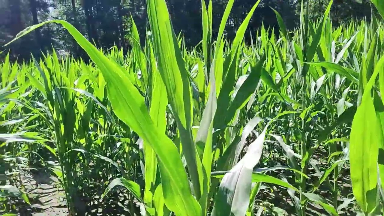 الحصاد ومناظر جميلة في هولندا Oogste in Nderland, en groene plekken