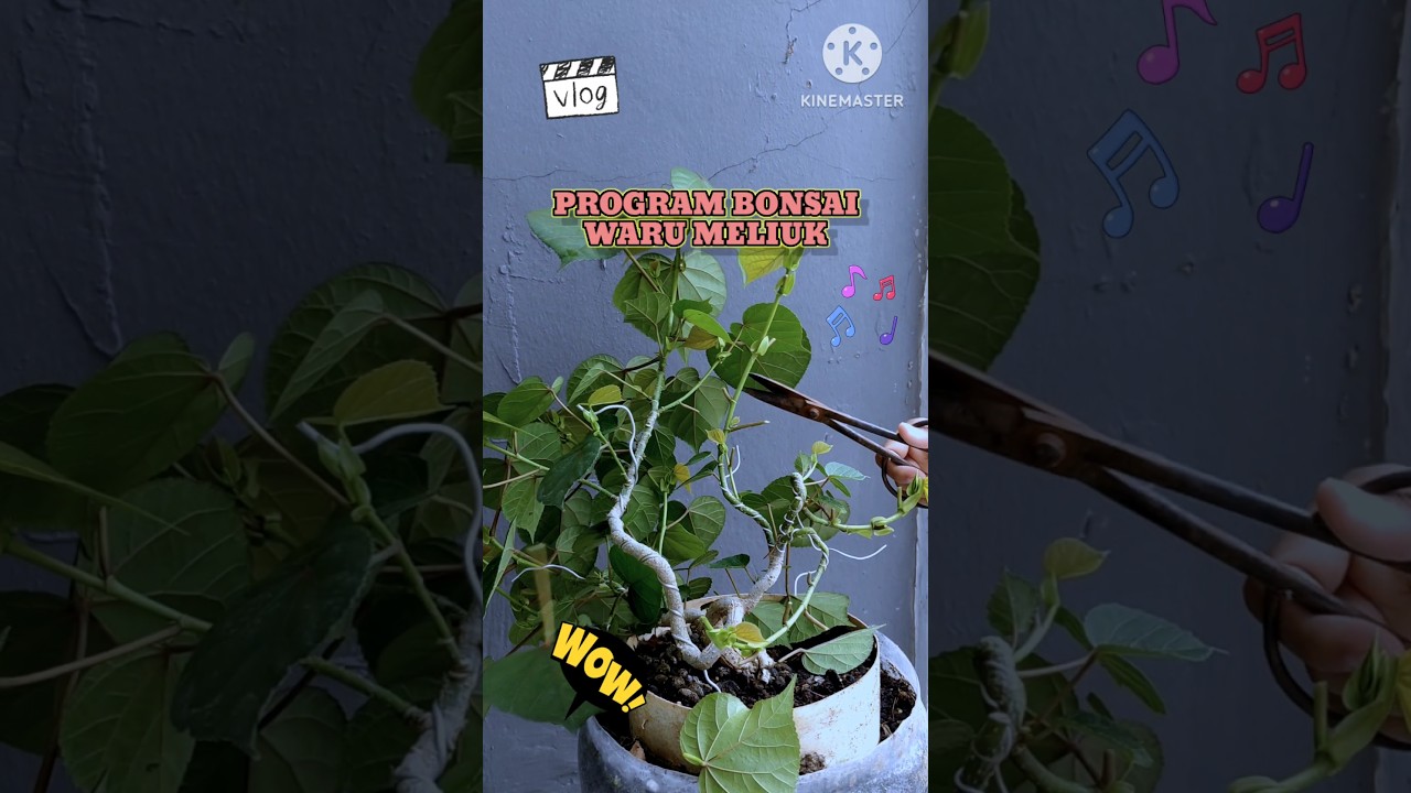Program bonsai waru meliuk