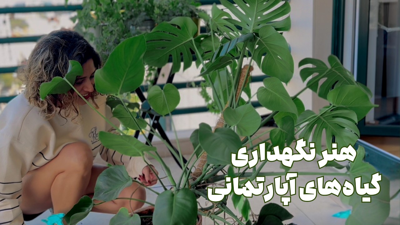 چطور از گیاه‌های آپارتمانی مراقبت کنیم | نکات طلایی برای داشتن خونه سبز | Art of planting