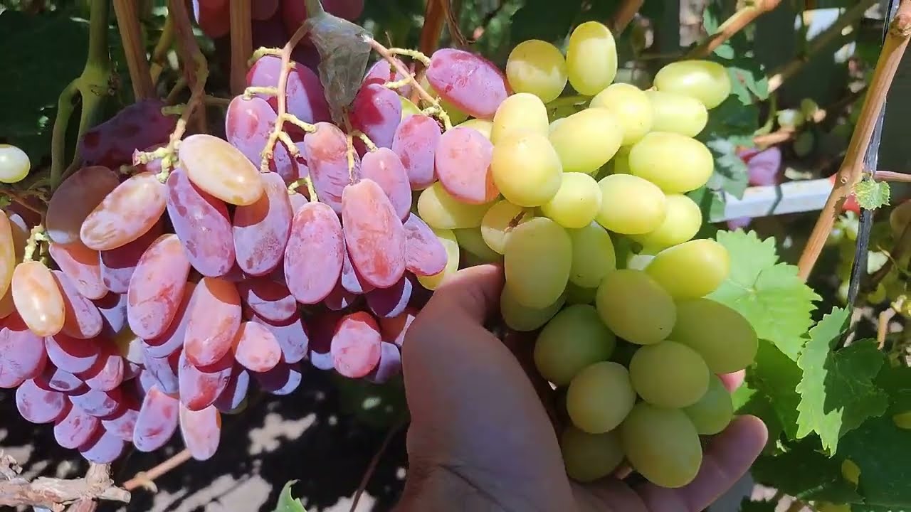 Новинки на прививках