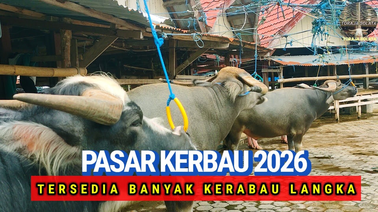 Kerbau Di Pasar Bolu Awal Tahun : tahun 2026 jalan-jalan ke pasar kerbau Toraja 