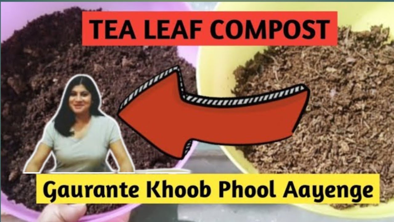 Used Tea Leaf Compost/इस्तेमाल की गई चायपत्ती से खाद बनाने का बहतरीन तरीका/