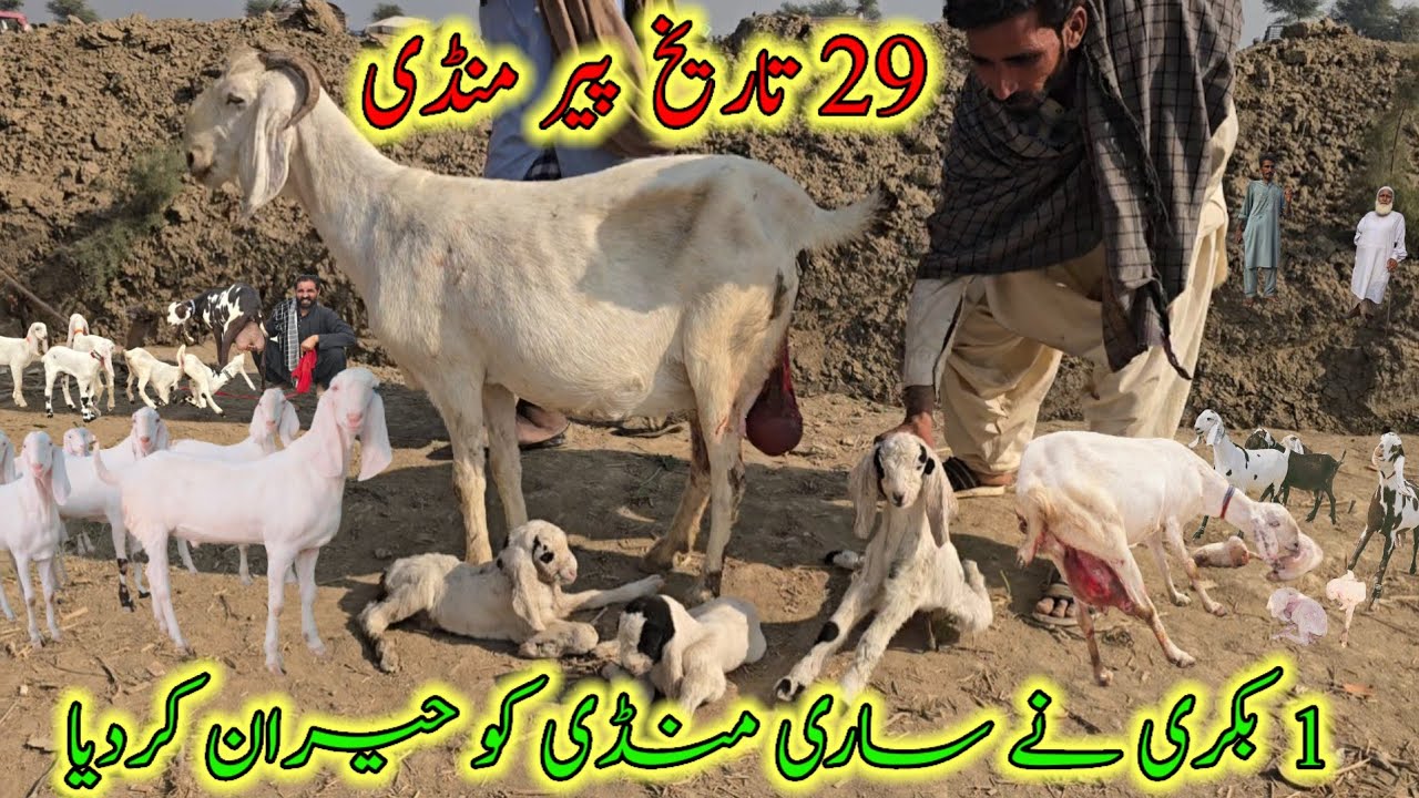 Biggest milking bachon wali Goats market information in M pur mandi #at #ustadnadirbalochgoatfarm