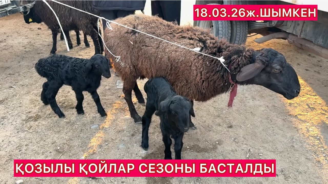 Қой,ешкі бағасы 18.03.26ж