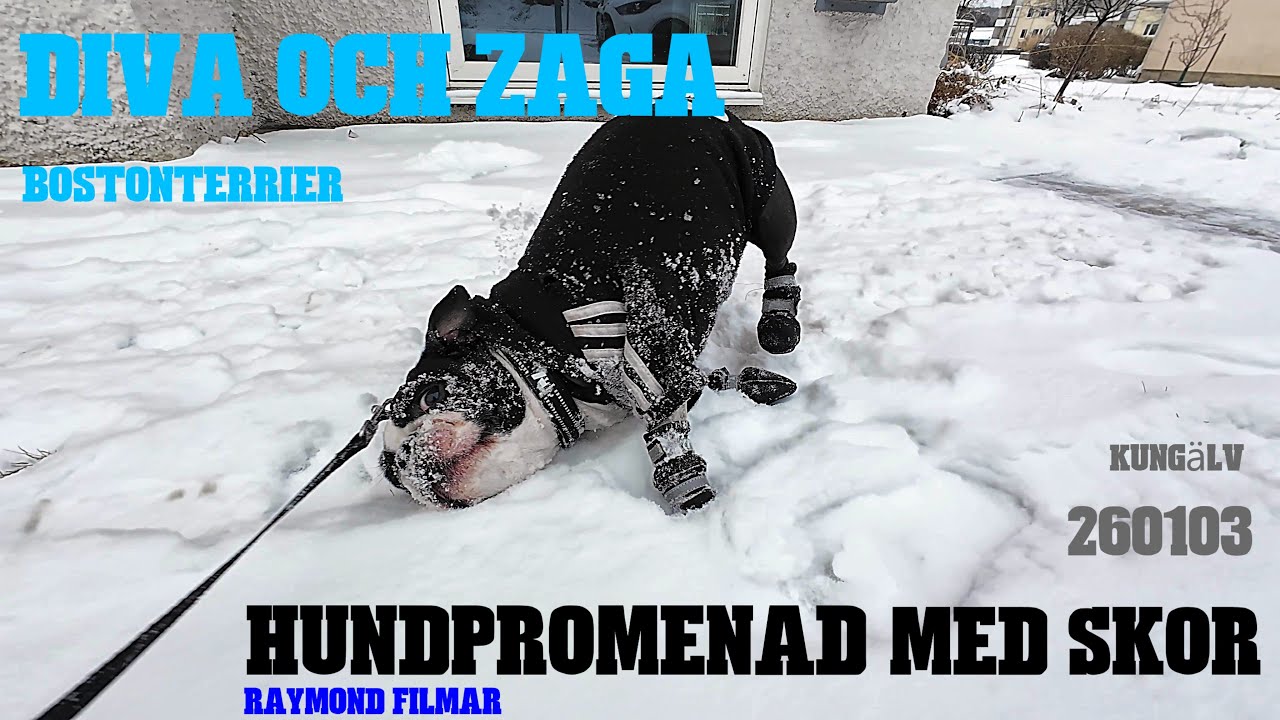 Hundpromenad med skor i snö i Kungälv Bostonterrierna Diva o Zaga + 20  min. Nytorget i very slow-tv