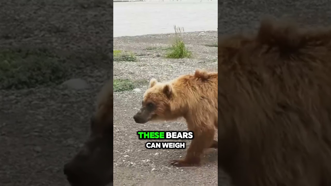 The Eurasian Brown Bear  Europe's Most Powerfull