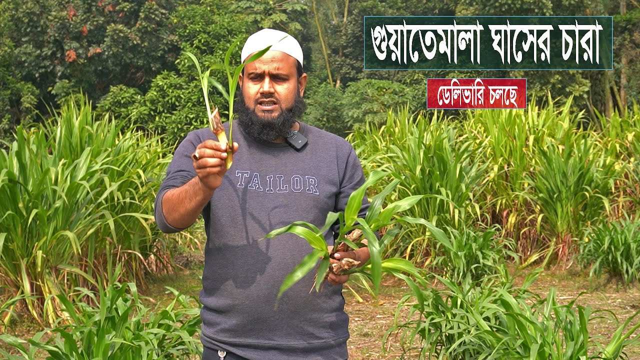 মাটিতে চারা লাগলে হবে ঘাস চাষ । গুয়াতেমালা ঘাসের চারা ডেলিভারি চলছে ।  #farming #youtubevideo