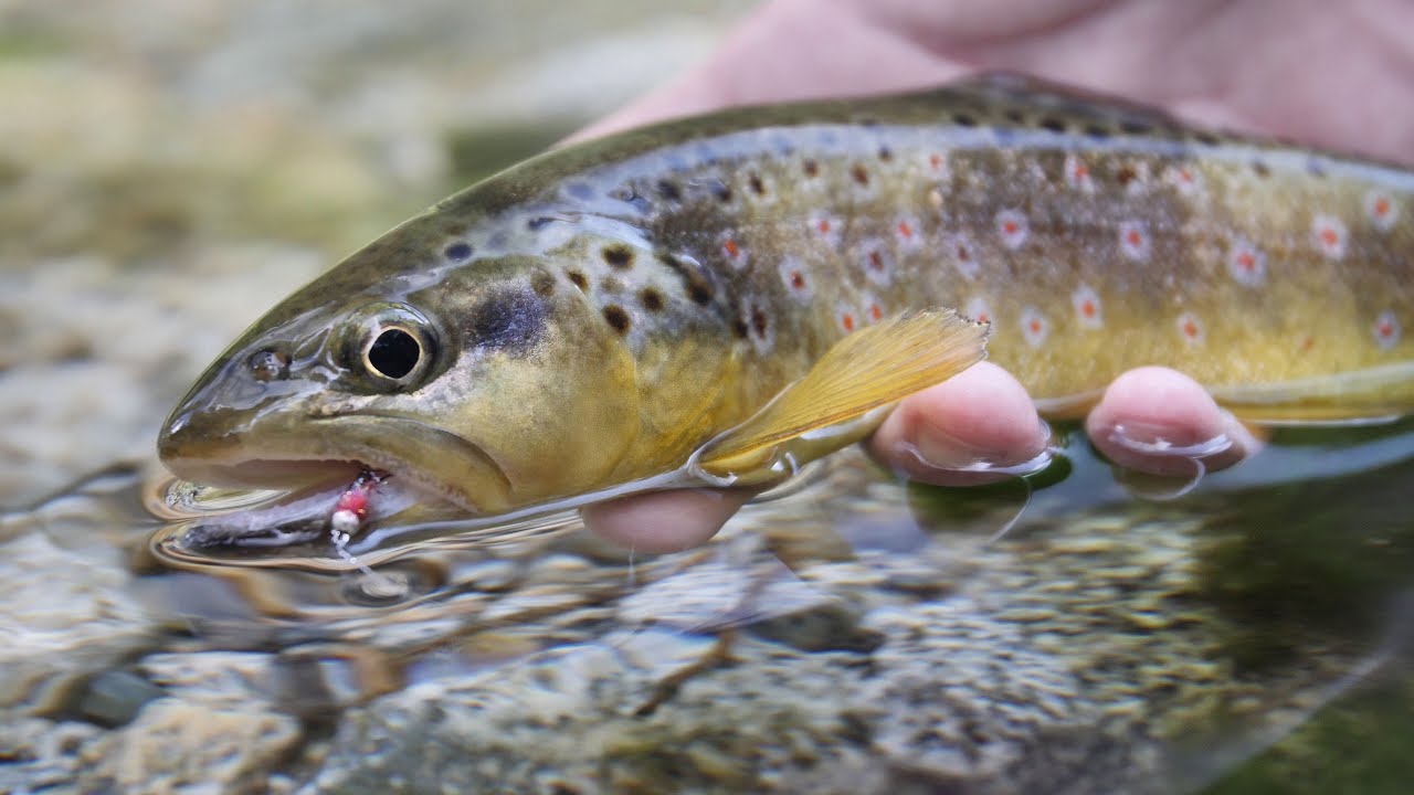 Lavezzinifly - Fly Fishing Alto Chiese, Trentino, Dolomiti, Italy