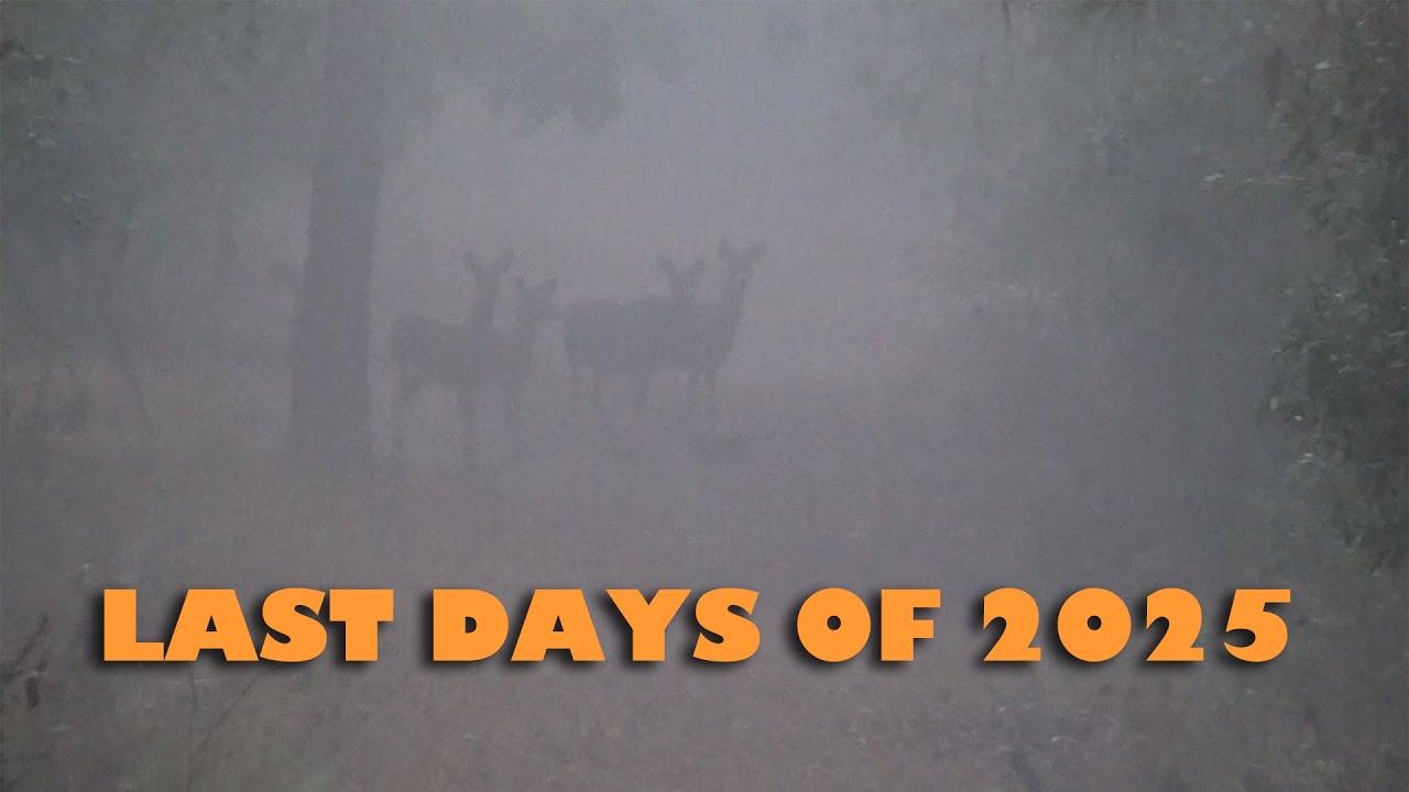 Last Hunts of 2025